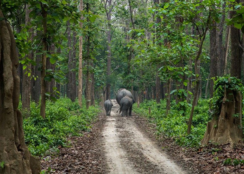 Sohagi Barwa Wildlife Sanctuary, Maharajganj, Uttar Pradesh - Vushii.com Sohagi Barwa Wildlife Sanctuary, Maharajganj, Uttar Pradesh - Vushii.com